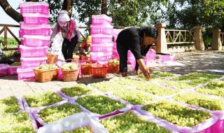 新疆吐鲁番葡萄沟 新疆吐鲁番葡萄沟