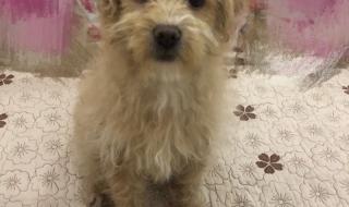 我和我家泰迪 我和我家泰迪