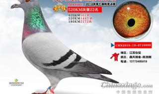 宇航公棚赛鸽公棚